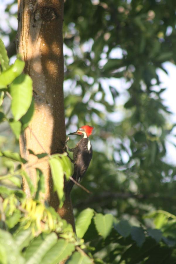 El Toucan Loco Floating Lodges Tierra Oscura Dış mekan fotoğraf